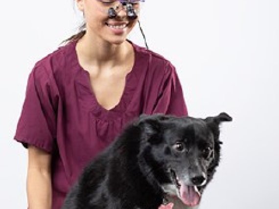 Klinické aplikace laserové chirurgie ve veterinární medicíně